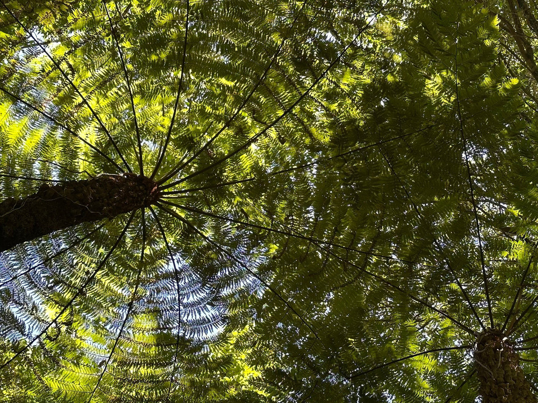 Blue Mountains Tours-格兰布鲁克必去景点