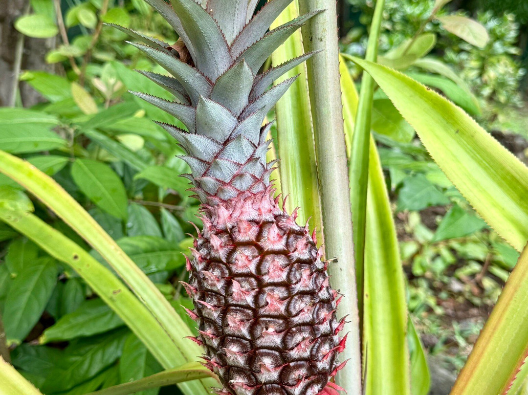 Sir Seewoosagur Ramgoolam Botanical Garden-庞波慕斯必去景点