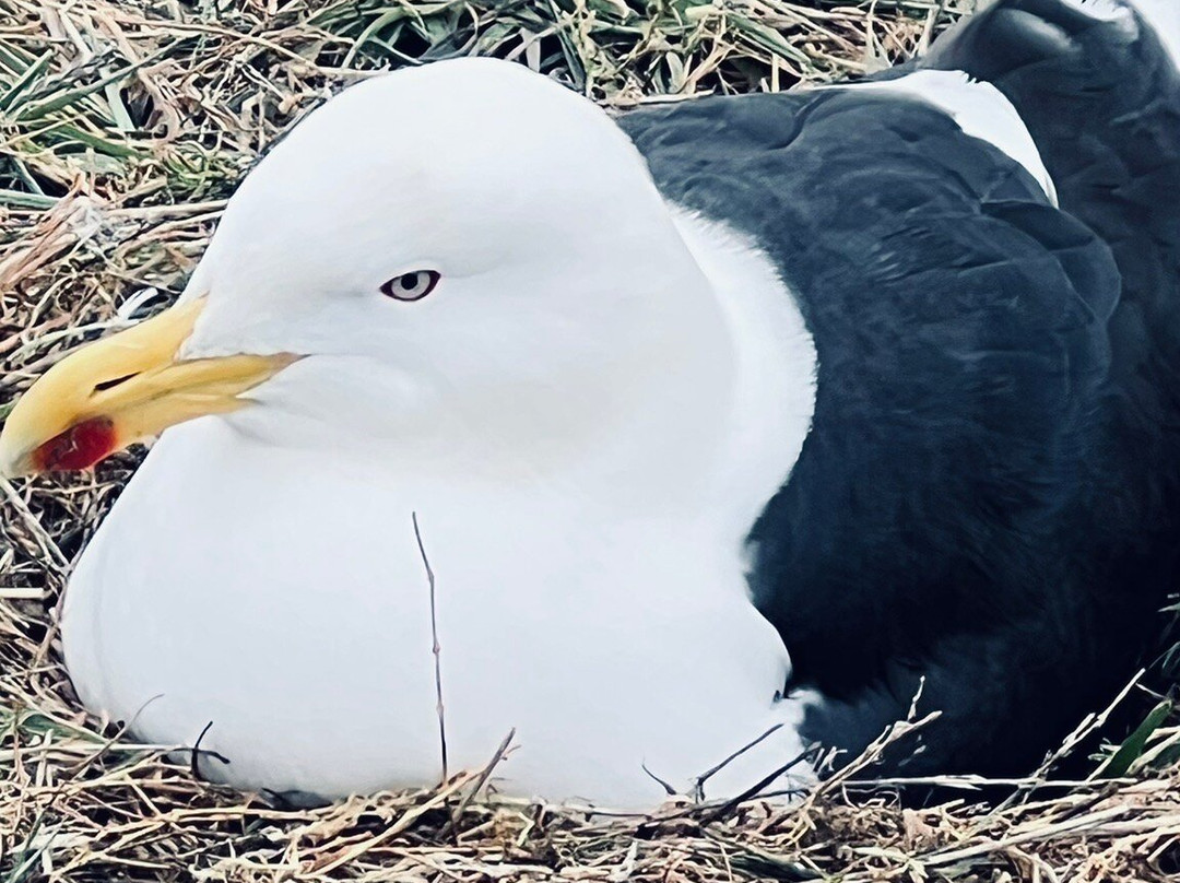 Isla Magdalena-蓬塔阿雷纳斯必去景点