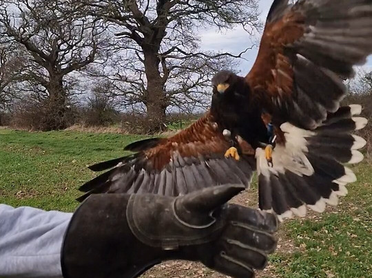 Battlefield Bird of Prey Centre-什鲁斯伯里必去景点