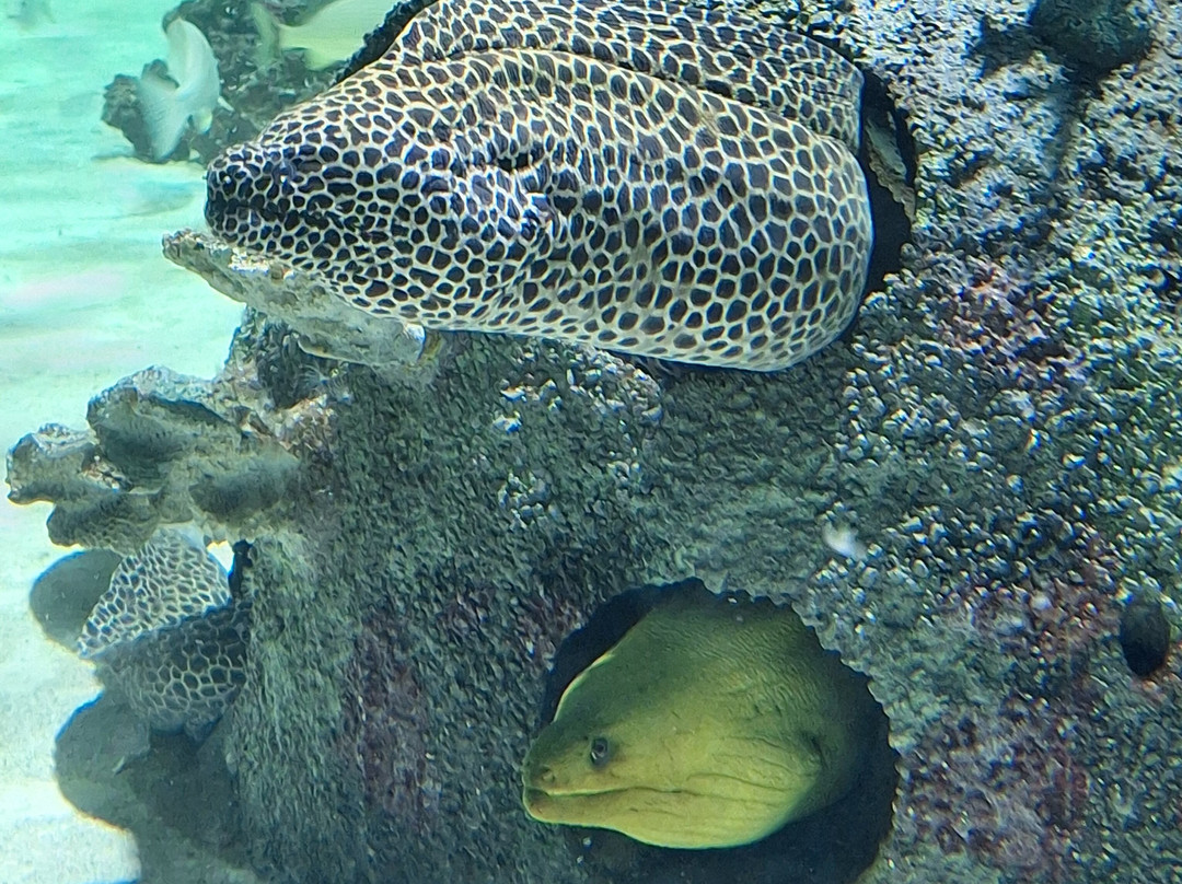 Daytona Aquarium & Rainforest Adventure-代托纳比奇必去景点