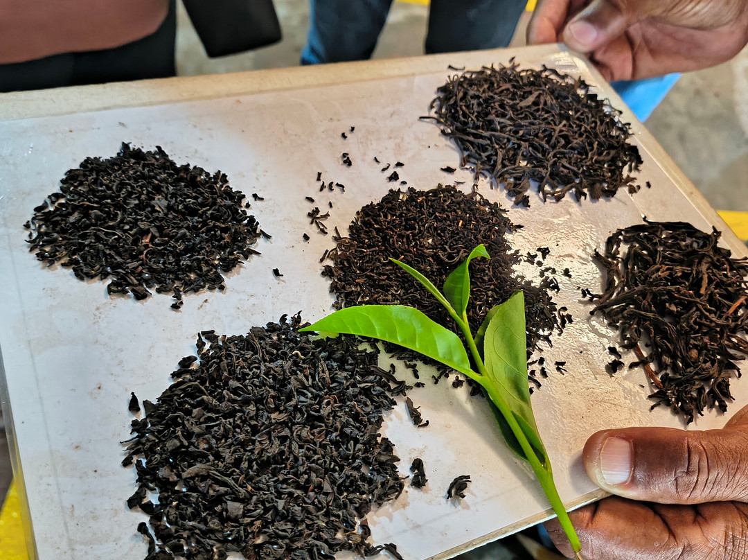 Handunugoda Tea Estate-阿杭玛必去景点
