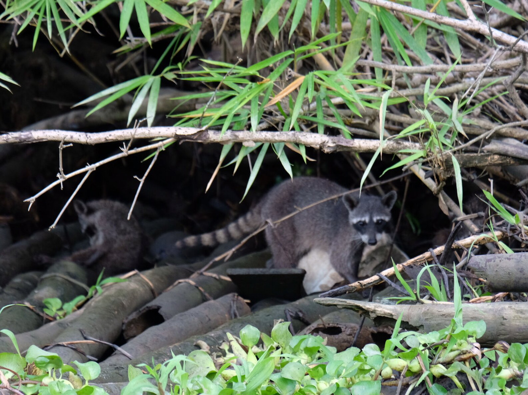 La Perla del Sur Adventures-Sierpe必去景点