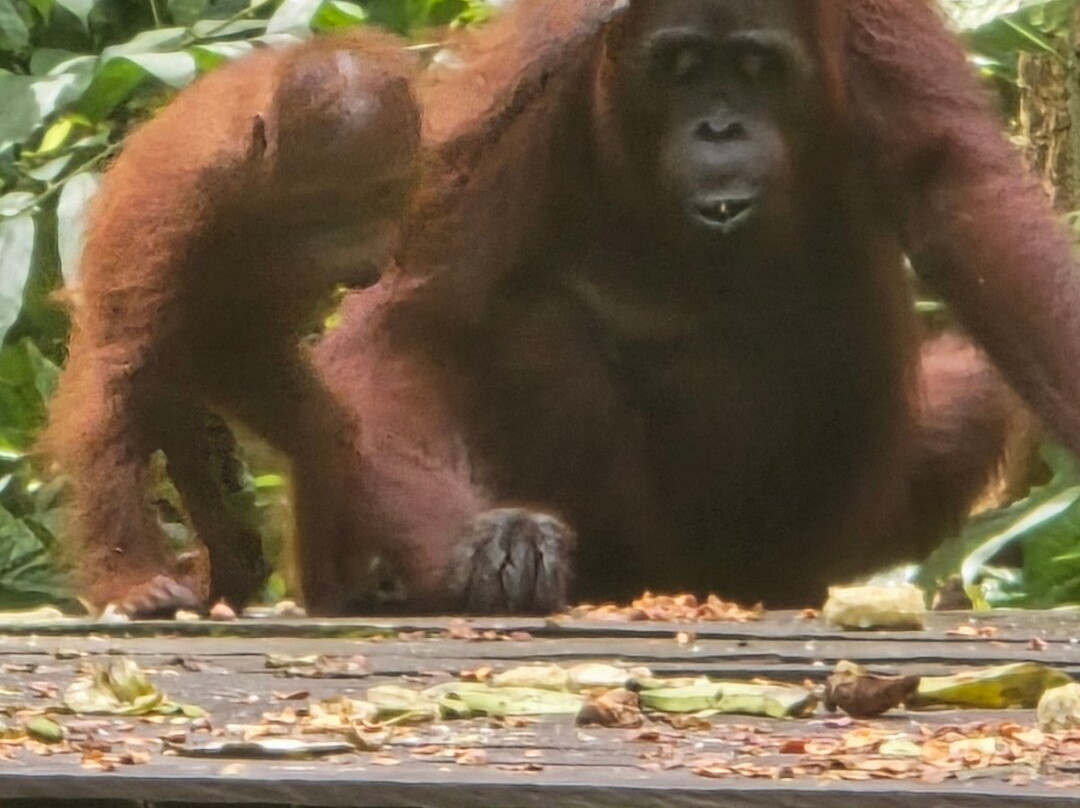 Tanjung Puting Borneo Tour-Pangkalan Bun必去景点
