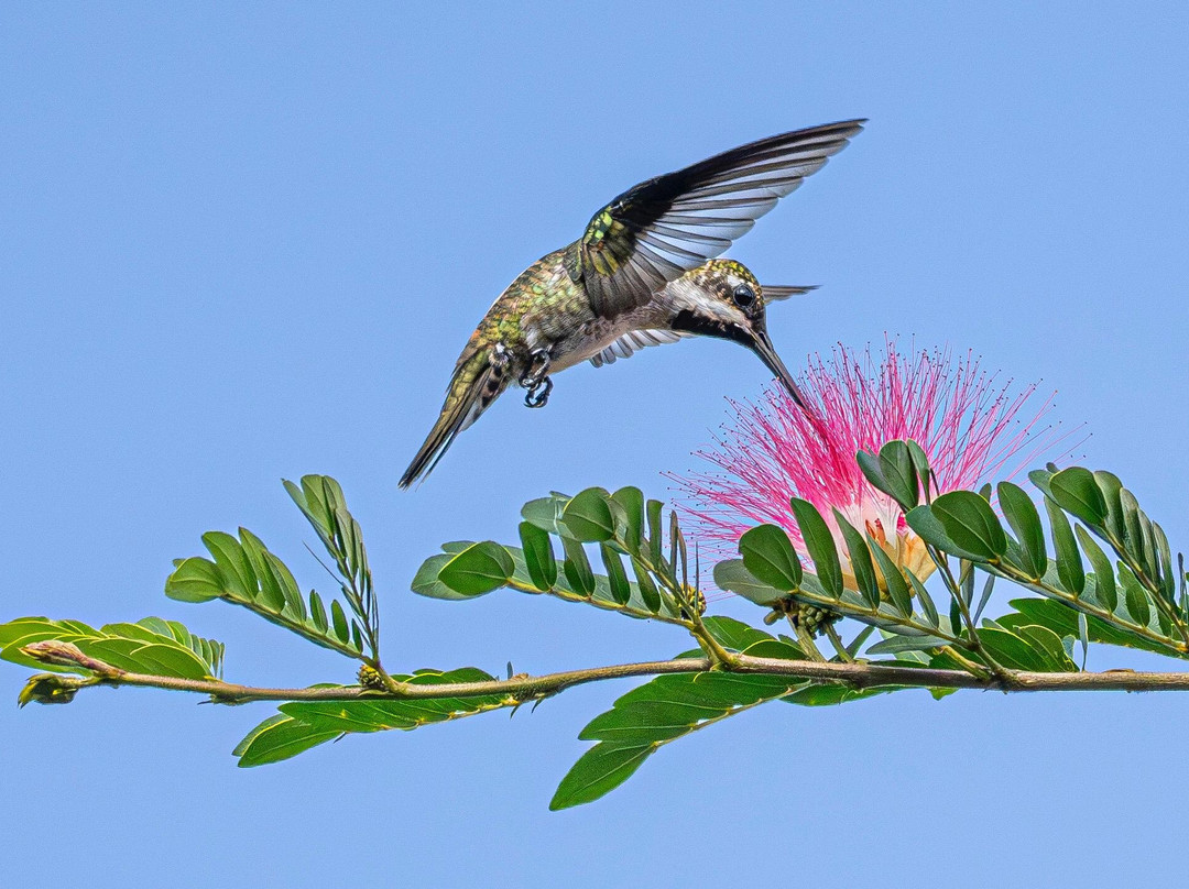 Refugio de Aves Alexander Skutch Los Cusingos-San Isidro del General必去景点