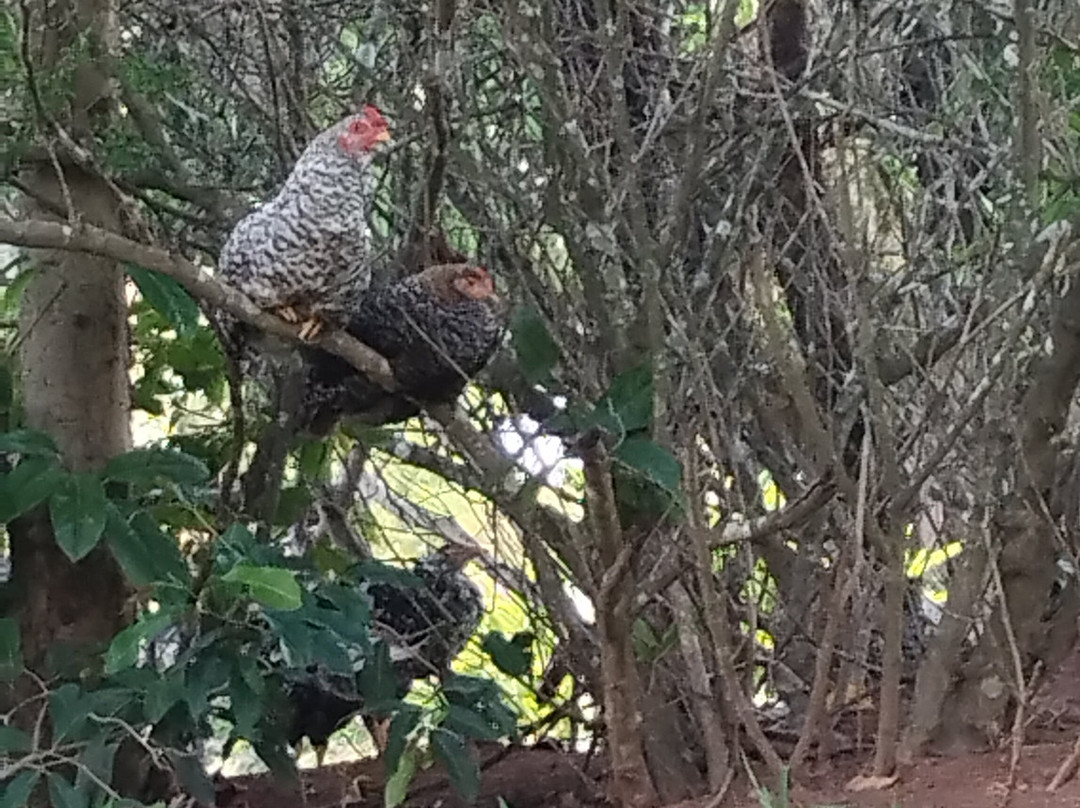 Hotel Fazenda Sete Lagos主图