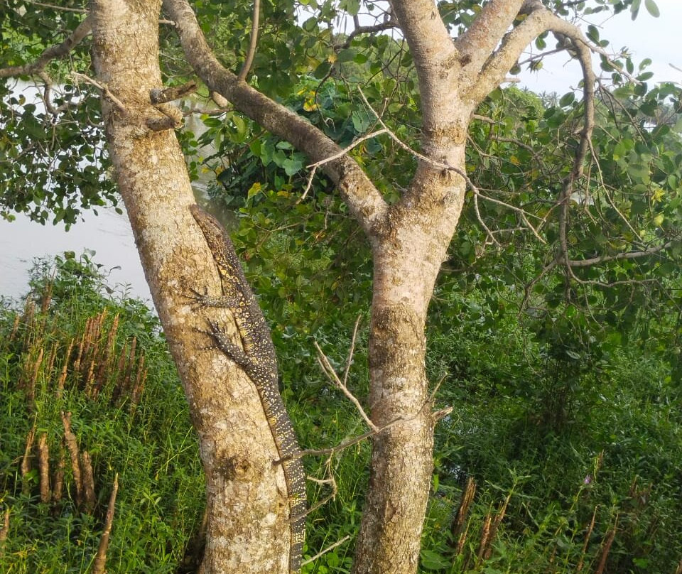 Kalametiya Lagoon Safari-Hungama必去景点