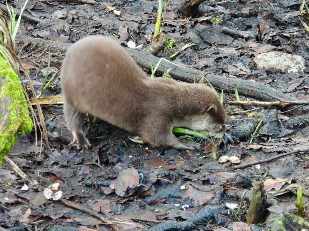 Marwell Zoo-温彻斯特必去景点