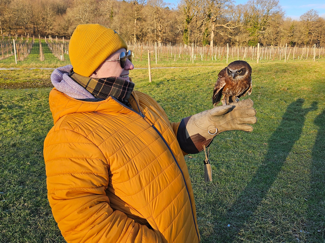 UK Owl And Raptor Centre-Groombridge必去景点