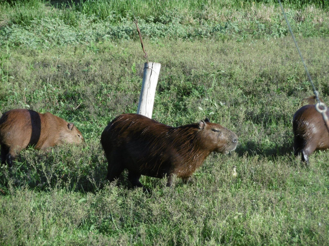 Pantanal Viagens e Turismo-大坎普市必去景点
