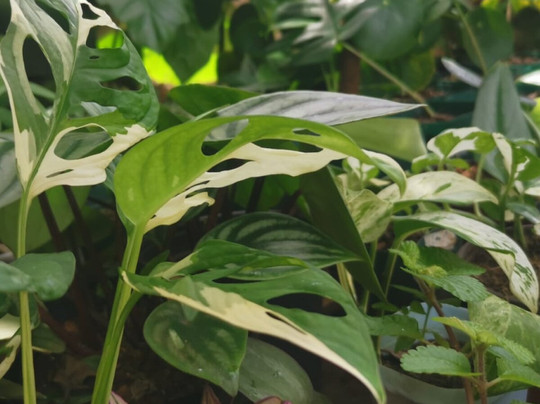 Tizardin-红地必去景点