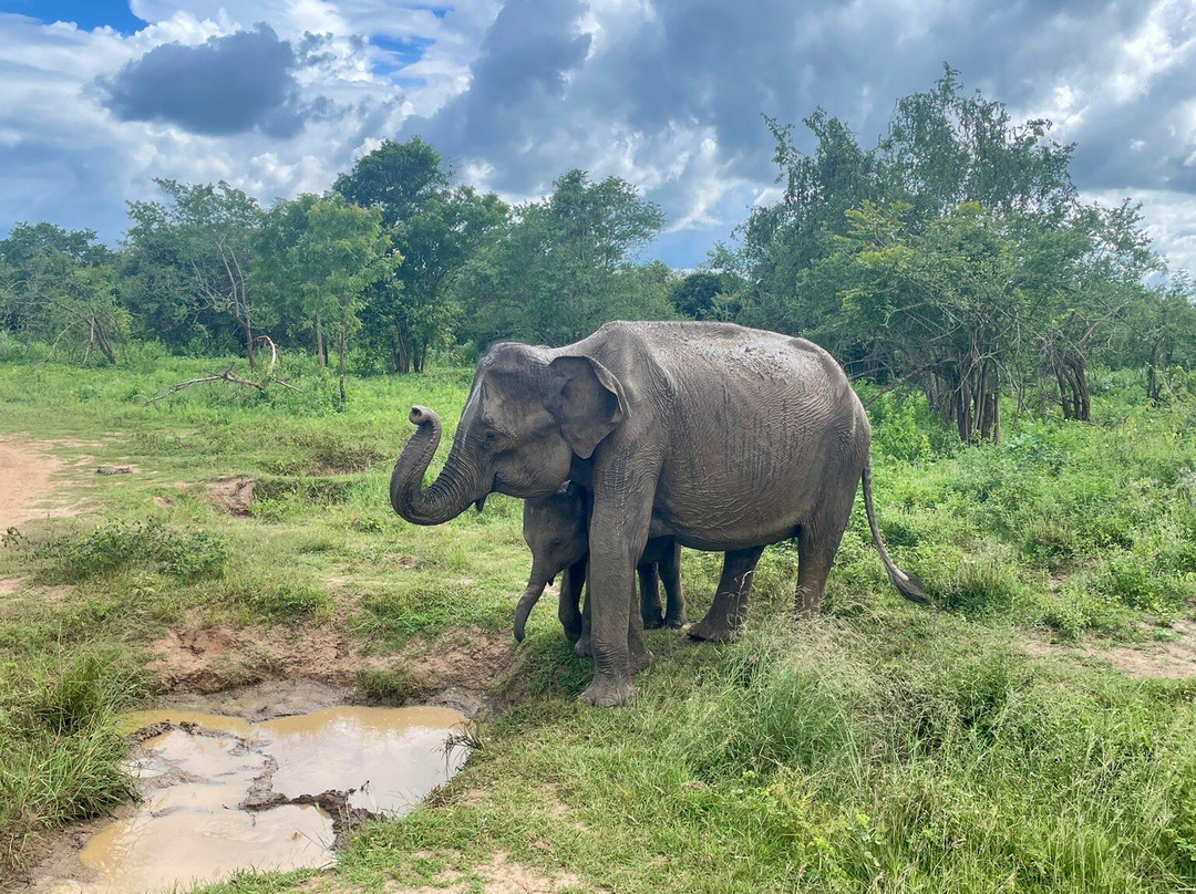 Udawalawe Lahiru Safari Guide Tours-乌达瓦拉维国家公园必去景点