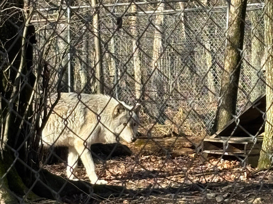 Lakota Wolf Preserve-Columbia必去景点