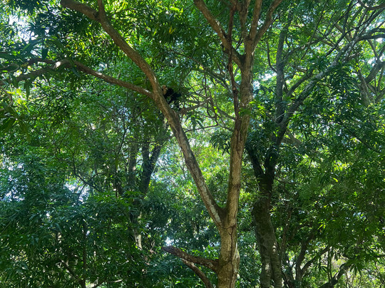 Pineapple Tours-主日镇必去景点