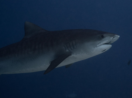 Oceanic Nomad Divers-Fuvahmulah必去景点