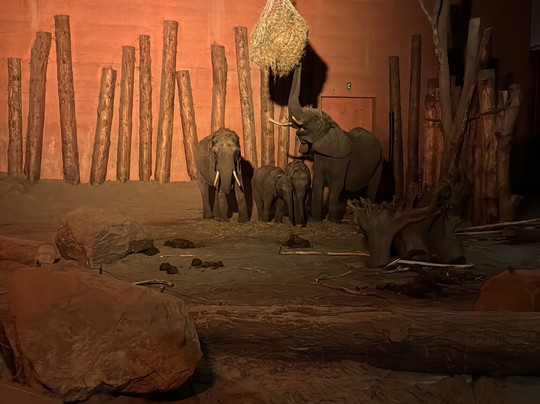 Beekse Bergen - Light Safari-希尔法伦贝克必去景点