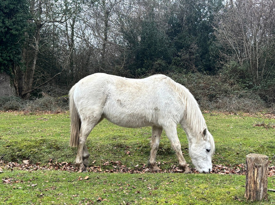 新森林国家公园-林德赫斯特必去景点