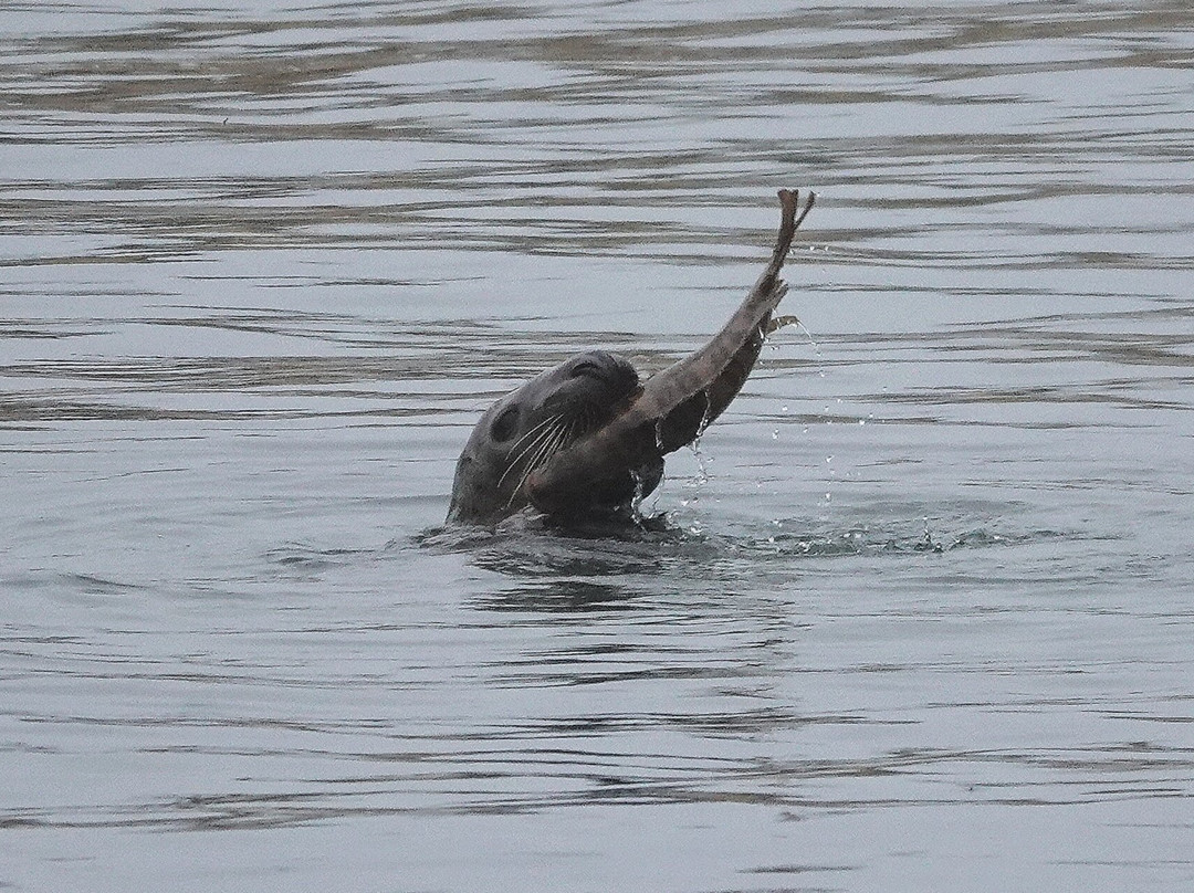 Birds Of Poole Harbour Events-普尔必去景点