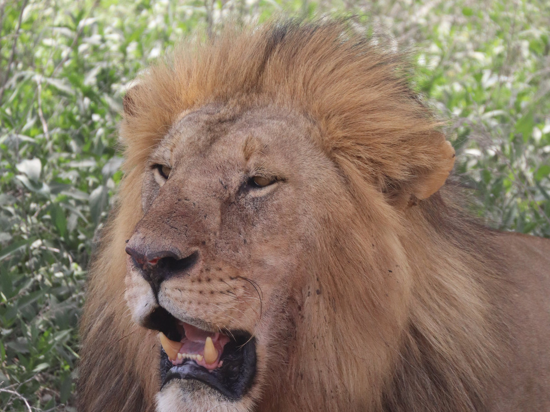 Safari Avventura-阿鲁沙必去景点