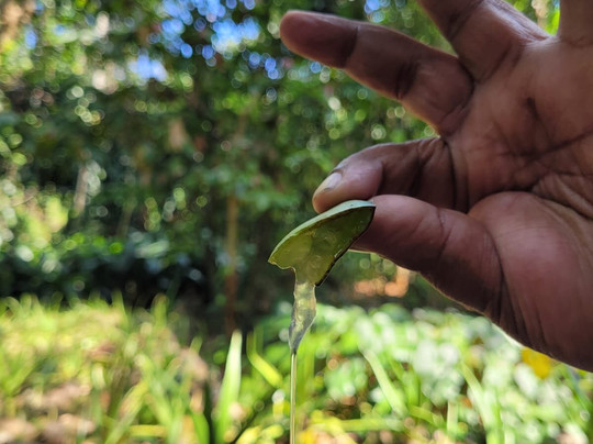 Sirilak Spice & Herbal Garden-Matale必去景点