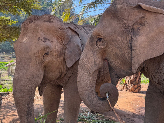 Elephant Steps Chiang Rai-清莱必去景点