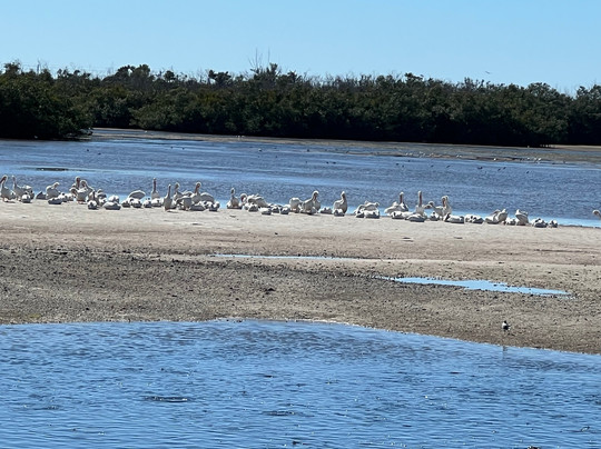 Tarpon Bay Explorers-萨尼贝尔岛必去景点