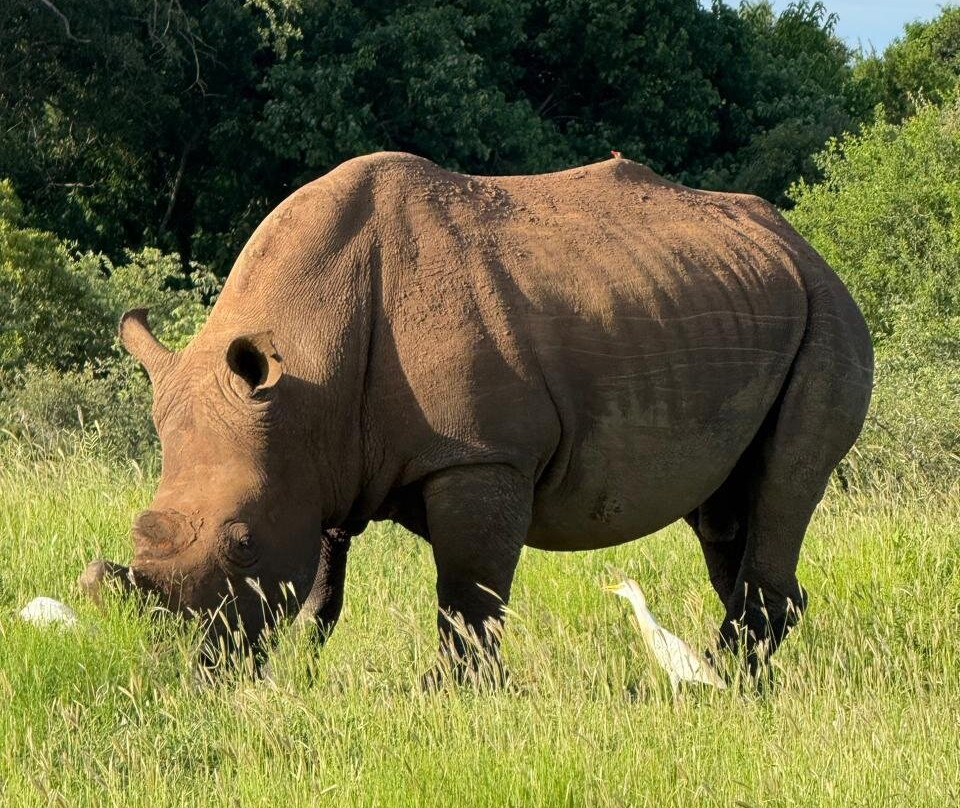 Karongwe Private Reserve-霍德斯普鲁特必去景点