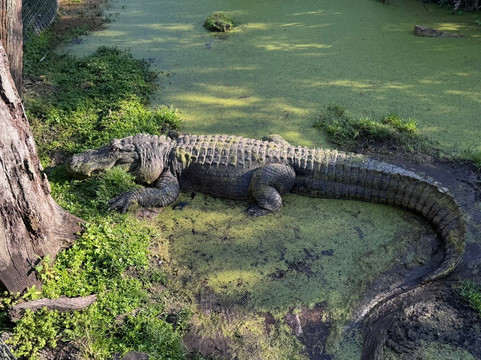 Jungle Adventures A Real Florida Animal Park-Christmas必去景点