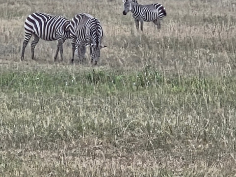 Akagera National Park Safari-Akagera必去景点