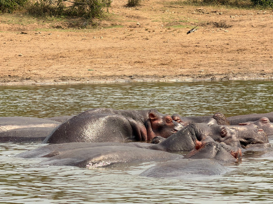 Kazinga Channel-伊丽莎白女王国家公园必去景点