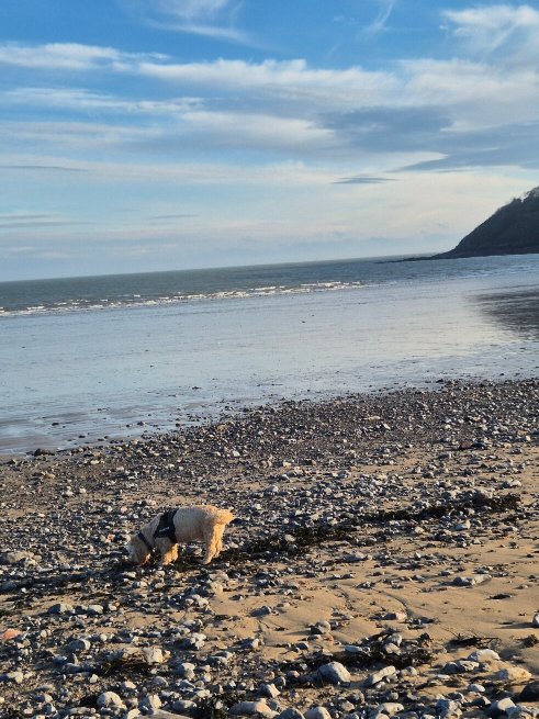 Oxwich Bay Hotel-官方