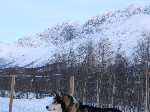 Northern Light Dog Adventure-Nordkjosbotn必去景点