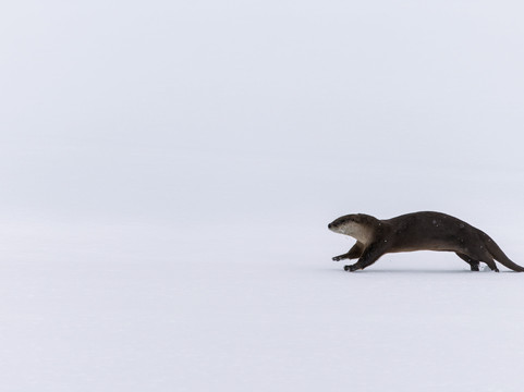 Yellowstone Wild-加德纳必去景点