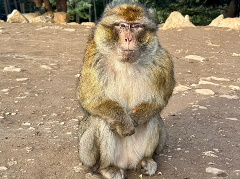 Cèdre Gouraud-Azrou必去景点