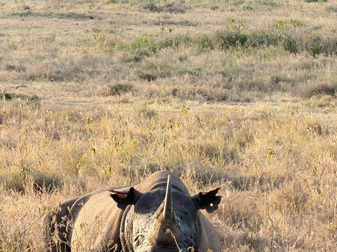 Join African  Savanah-Karen必去景点