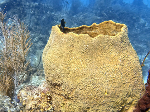 Epic Divers Grand Cayman Cayman Islands-大开曼岛必去景点