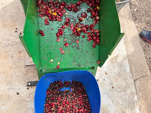 Café Monteverde Coffee Tour-圣埃伦娜必去景点
