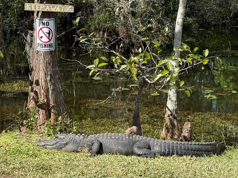 Clyde Butcher's Big Cypress Gallery-奥乔皮必去景点