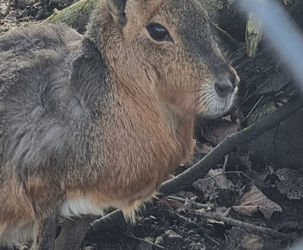Wingham Wildlife Park-Wingham必去景点