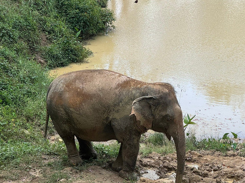 Hidden Forest Elephant Reserve-查龙必去景点