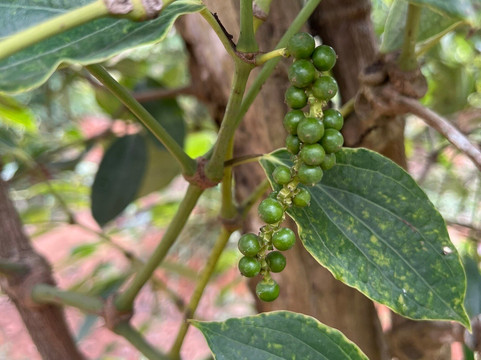 思蒂辣椒园-白马必去景点