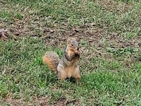 伍德沃德公园-弗雷斯诺必去景点