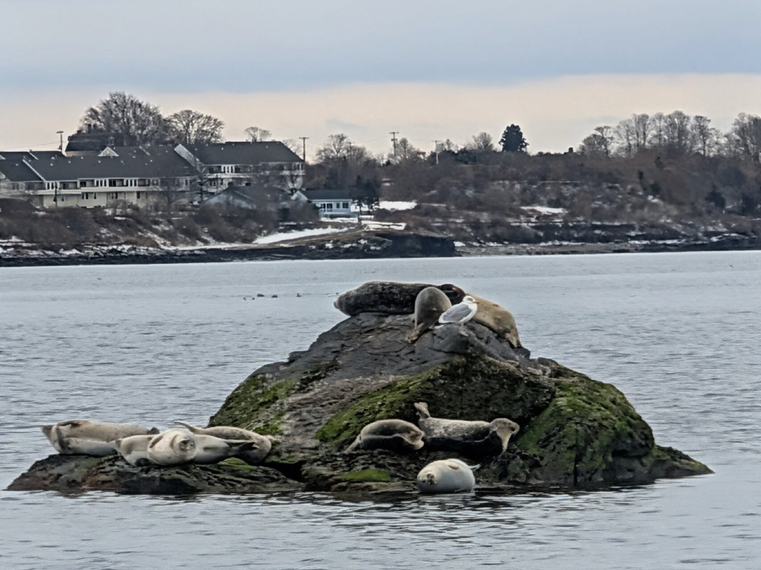 Save The Bay Seal Watch & Nature Cruises-纽波特必去景点