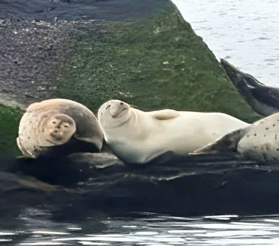 Save The Bay Seal Watch & Nature Cruises-纽波特必去景点