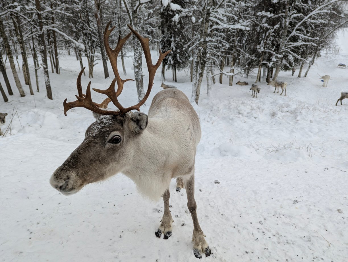 比尔旅馆拉普兰酒店-官方