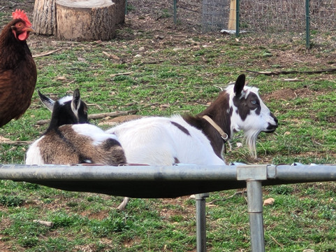 Candy Mountain Goat Farm-Murphy必去景点