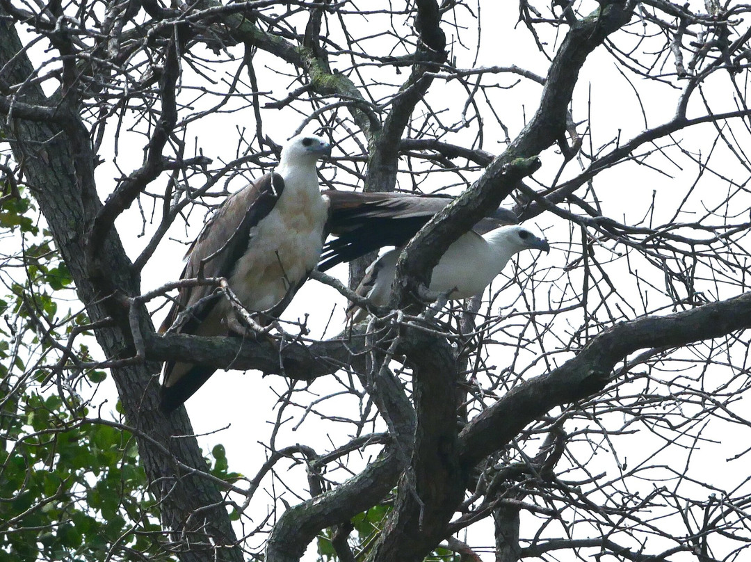 Kuantan River Cruise-关丹必去景点