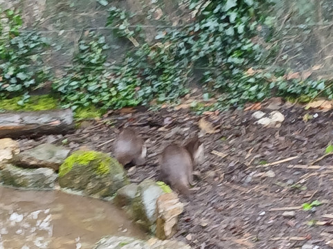 Secret Valley Wildlife Park-韦克斯福德必去景点