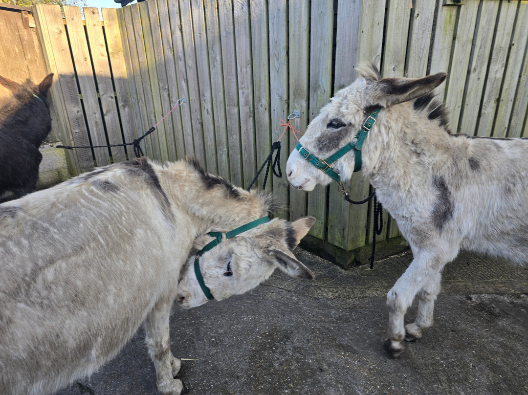 Brockenhurst Donkey Walks-Brockenhurst必去景点