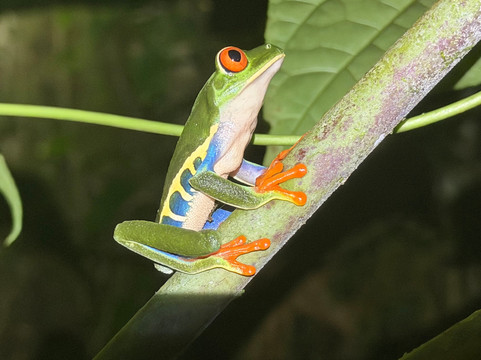 Costa Rica Driver - Tours-圣何塞必去景点